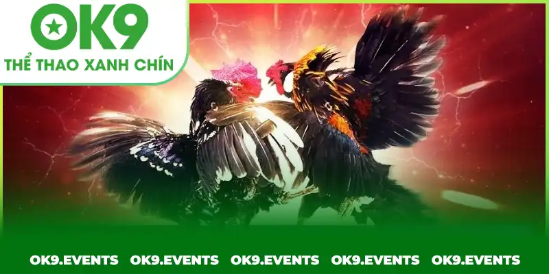 Cá cược kiếm thưởng hiệu quả tại nền tảng chọi gà uy tín Cá cược kiếm thưởng hiệu quả tại nền tảng chọi gà uy tín