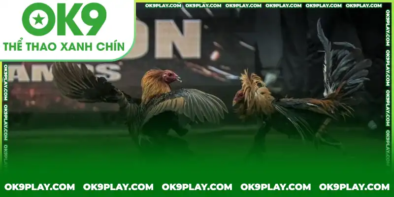 Đá gà cựa dao và những quy tắc cần biết Đá gà cựa dao và những quy tắc cần biết