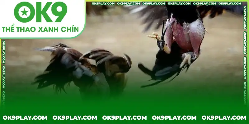 Đá gà cựa dao với các loại cược hấp dẫn Đá gà cựa dao với các loại cược hấp dẫn
